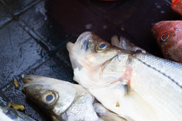 Fresh fish stacked on wet tiled surface, fish concept