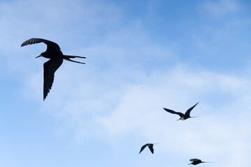 Frigatebirds flying against blue sky with clouds