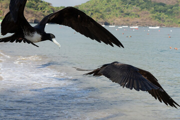 Frigatebirds flying over coastal bay with swimmers