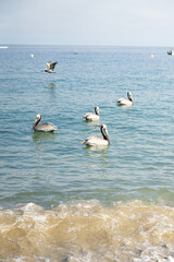 Pelicans floating and flying in coastal waters, pelican concept