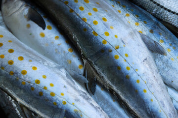 Spotted fish with yellow markings in closeup view