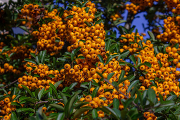 Close-up of a pyracantha (pyracantha coccinea) shrub cluster, with bright orange berries and dark green leaves background. Bright autumn colors and a soft background.