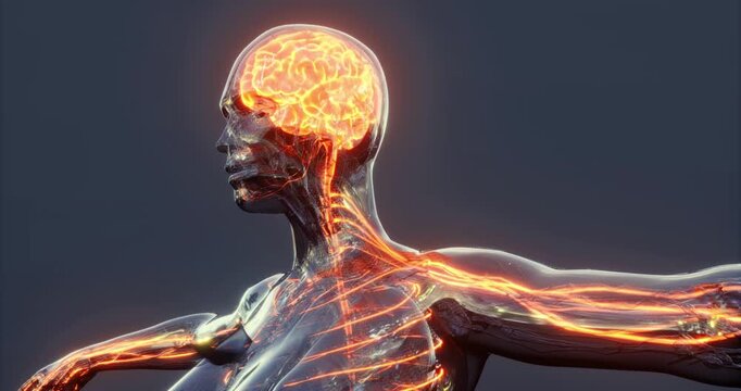 This visual displays the intricate structure of the human brain, showcasing neural connections and pathways. Vibrant colors illustrate the dynamic nature of brain activity and anatomy.