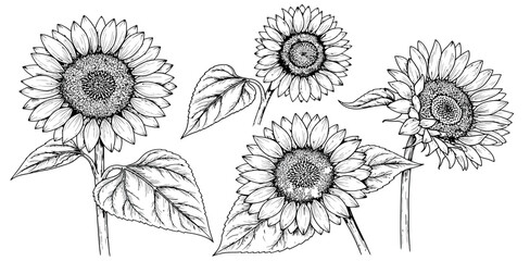 Hand drawn sunflower illustration in black and white