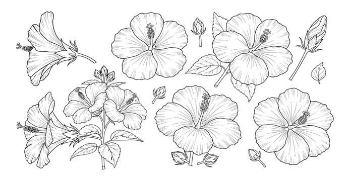 Hand drawn hibiscus flower illustration line art black white