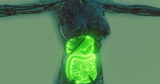 A detailed depiction shows the human digestive system illuminated in green. The anatomy reveals the various organs involved in digestion, highlighting their positions and functions.