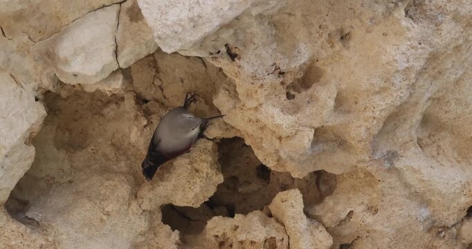 Wallcreeper Inspecting Mountain Rock Layers