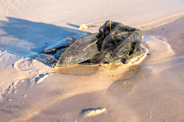 Environmental Issue, Marine Debris: Collapsed Net Trap Lying on Reflective Sand