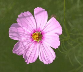 Cosmos in Bloom - Hood River OR