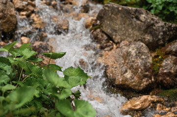 close up of the rio San Nicolò inside the valley San Nicolò, Pozza di Fassa, Val di Fassa, dolomites, Italy