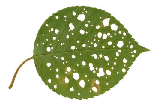 Green leaf showing holes and decay from insect damage or plant disease isolated on transparent background