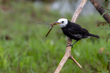 Arundinicola leucocephala eating a dragonfly 