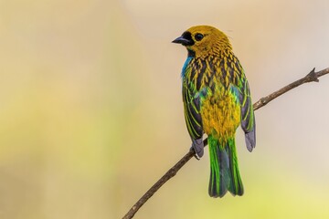 Gilt-edged Tanager ( Tangara cyanoventris)