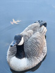 canada goose branta canadensis