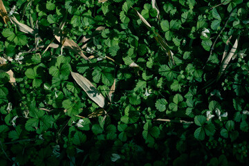 Leaves green foliage on ground with small plants and natural leaf litter, texture and shadow play. Closeup of forest undergrowth and botanical pattern for nature background.