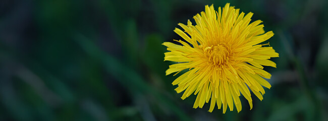 Bright yellow dandelion blooming in a green field under clear skies in springtime landscape