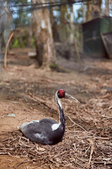 Obraz premium Bird crane sitting on nest in forest floor, wildlife scene with long beak and redhead plumage, ground resting adult bird among dry leaves and branches in natural habitat.