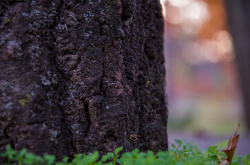 Moody Tree Trunk Close-up with Textured Bark, Green Clover, and Soft Bokeh Background