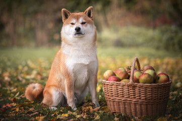 Shiba Inu dog sitting near wicker basket full of red apples outdoors