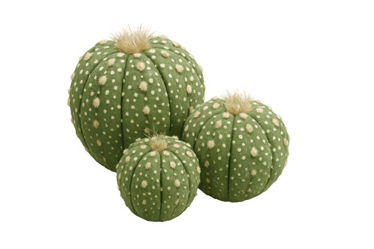 Green desert cactus plants with white spots, astrophytum asterias succulent on transparent background