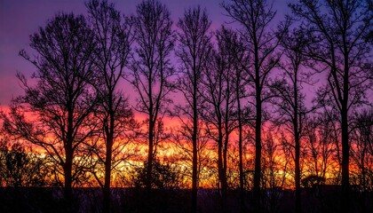Silhouette of Trees Against a Vibrant Sunset Sky.