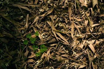 Dry leaves cover the forest ground while a small green plant and new sprout emerge, sunlight highlighting texture and shadow contrast on earthy leaf litter and natural decay.