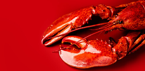Lobster, big lobster seafood, gourmet food, steamed lobster with big claws on red background, top view, flat lay, from above. Horizontal banner art design photo, border, close-up. 