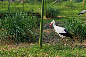 stork bird white beak grass nature wildlife marsh. Adult stork standing and foraging on green grass near bamboo and reeds in a serene wetland habitat with long legs and black wing feathers.