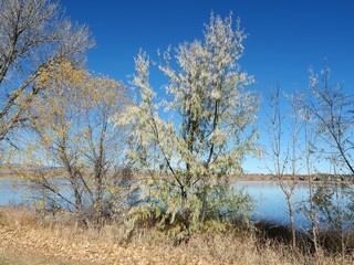 Silver-Green Foliage of Russian Olive by McIntosh Lake on a Clear Fall Day, Colorado