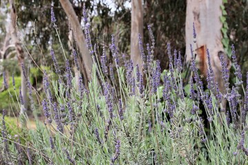 Lavender flowering against backdrop of South Australian native eucalyptus trees
