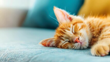 Serene Kitten's Slumber: A fluffy ginger kitten, lost in a world of dreams, rests peacefully, nestled on a soft, inviting surface, showcasing the ultimate comfort and tranquility.
