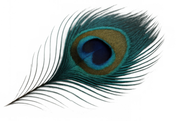 Peacock feather displaying vibrant iridescent eye pattern, exotic bird plumage symbolizing beauty and elegance on transparent background