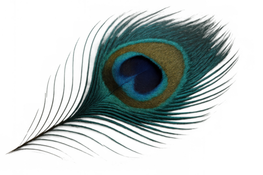 Peacock feather displaying vibrant iridescent eye pattern, exotic bird plumage symbolizing beauty and elegance on transparent background
