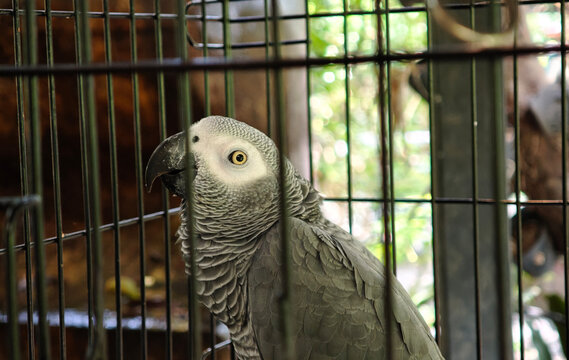 African Gray parrot in a cage