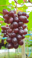 Red grape cluster hanging on vine in vineyard.
