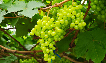 Bunch of green grapes hanging from the vines in the garden