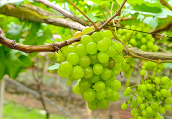 Bunch of green grapes hanging from the vines in the garden