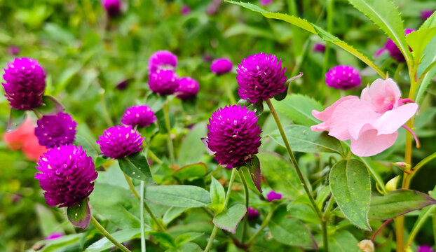 Globe amaranth flowers in the garden
