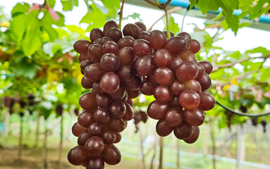 Fresh red grapes on the vine in a vineyard