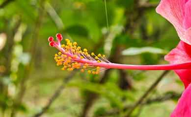 Pink hibiscus flowers in the garden