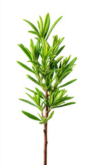 Fototapeta premium Fresh rosemary twig with vibrant green leaves and natural texture ideal for culinary, herb, cooking, kitchen, gardening, and botanical visuals in food photography and design