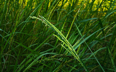 Rice fields with ears of rice swaying in the wind on a sunny day