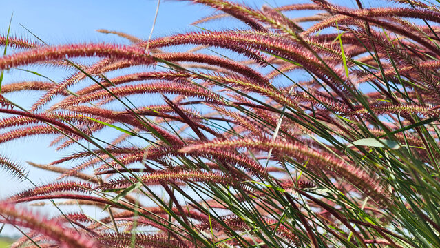pennisetum setaceum or Red fountain grass