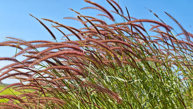 Pennisetum setaceum or Red fountain grass