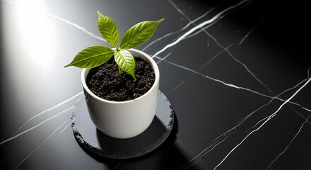 A serene potted plant displayed on a sleek black marble surface promoting growth and tranquility