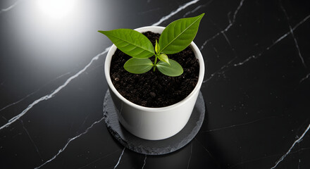Emerging sprout in a pristine white pot against a refined black marble backdrop evoking natural purity