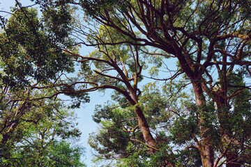 Trees canopy with interlacing branches and green leaves against blue sky in a forest scene, sunlight filtering through foliage, serene nature landscape and tall trunks overhead