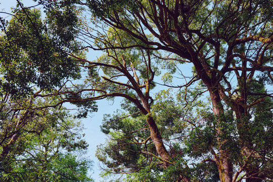 Trees canopy with interlacing branches and green leaves against blue sky in a forest scene, sunlight filtering through foliage, serene nature landscape and tall trunks overhead - Powered by Adobe