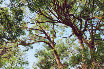 Trees canopy and branches with green leaves against pale blue sky in a sunlit forest, looking upward through treetops for nature photography, tranquil summer woodland perspective.