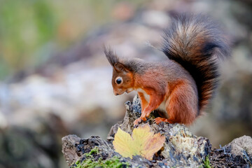 squirrel eating nut